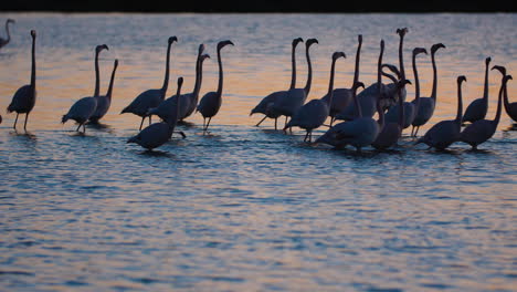 Slow-motion-flock-of-pink-flamingos-silhouettes-sunset-Camargue-France.